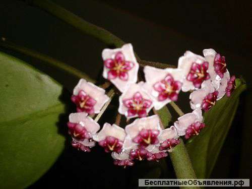 Излишки комнатных растений