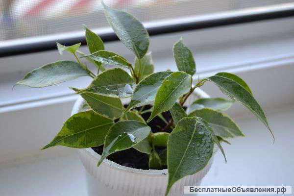 Молодые растения: Фикусы, Крассула, фиалки