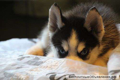Щенки сибирских хаски