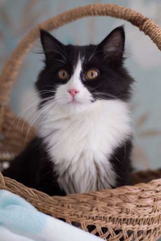Котята Макс и Сёма 5 мес ищут дом
