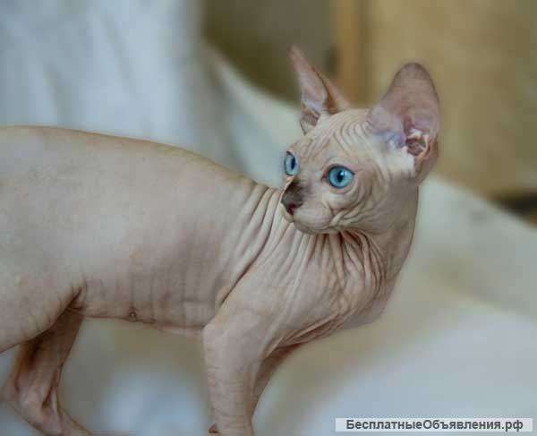 Шоколадный пойнт, мальчик, канадский сфинкс