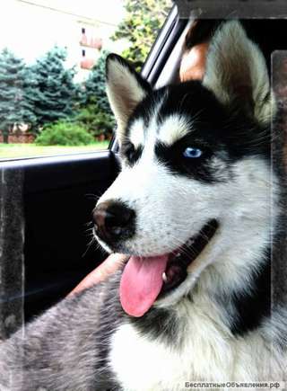 Пропала собака породы Хаски