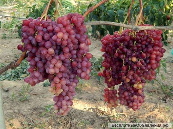 17 лучших сортов винограда с садов Крыма