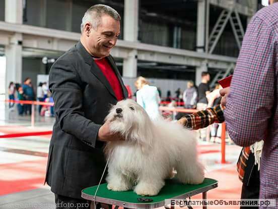 Щенки Самой Очаровательной и Редкой собаки