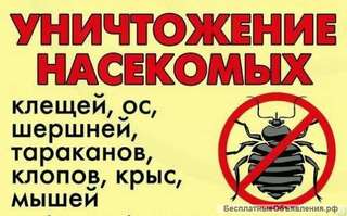 Уничтожение насекомых