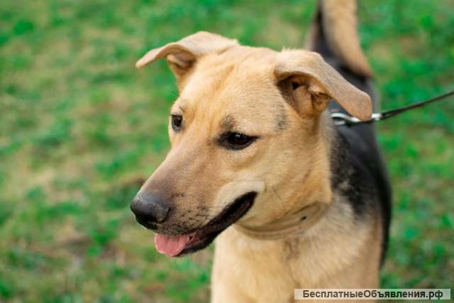 Красавица щеночек-подросток Сканя в Дар