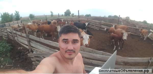 Коровы/Лошади/Козы/Козлята/Телята