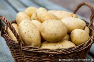 Картофель оптом