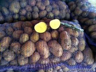 Картофель оптом