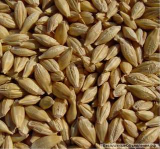 Семена озимого ячменя Стратег, Рубеж, Серп, Кондрат, Базальт, Спринтер