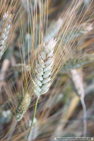 Семена озимой пшеницы Сварог, Алексеич, Гром, Гурт, Таня, Нота и др