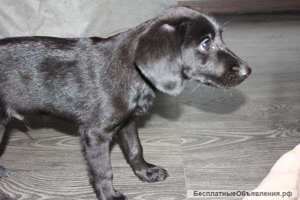 Щенка лабрадора