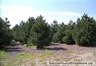 Ели, сосны, туи, можжевельники оптом