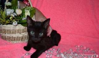 Котятки от домашней кошки в дар