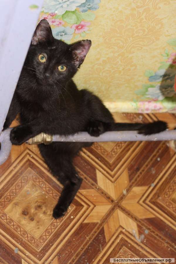 Шикарный черный котенок ищет дом