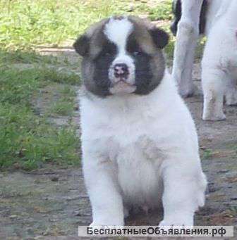 Американская акита алиментный мальчик