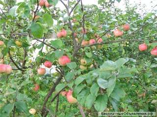Яблоки на прямую из сада.Без посредников.От 10 тонн.1-2 сорт