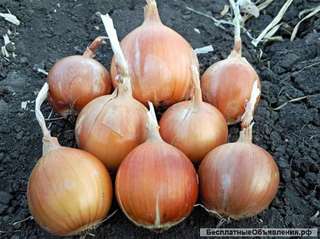 Лук репчатый продовольственный оптом 5+ от производителя со склада в Нижнем Новгороде