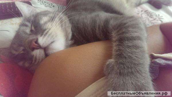 Отдам котика (мальчик, 10 месяцев) в хорошие руки