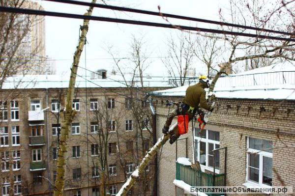 Компания «Лесовод» - работа с деревьями