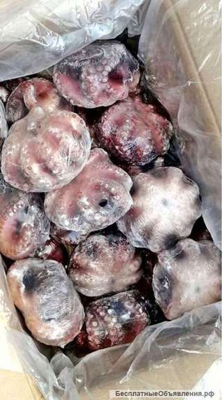 Осьминог варено мороженный