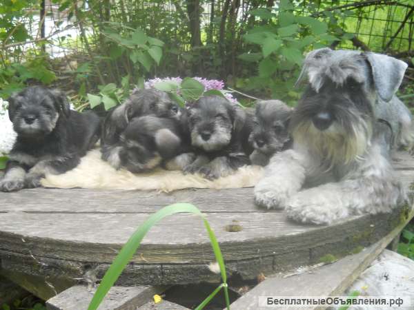 Щенки цвергшнауцера перец с солью