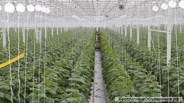 Сбор и упаковка помидоров или огурцов