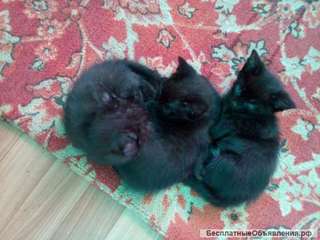 Отдаю котят в добрые руки