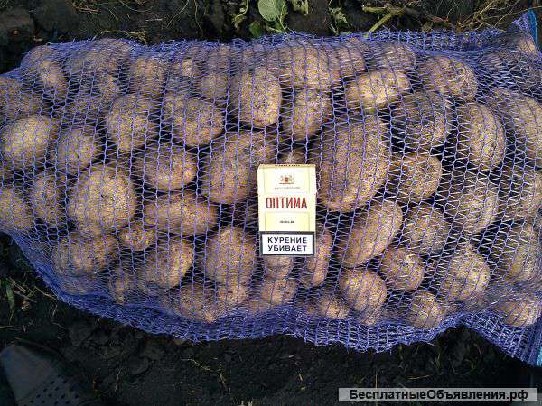 Картофель отличного качества