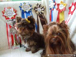 Шоколадный йорк, девочка