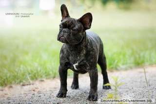 Подрощенный щенок французского бульдога ярко тигрового окраса