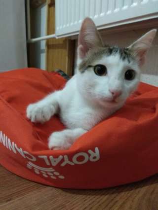 Котенок Тоша в Добрые руки