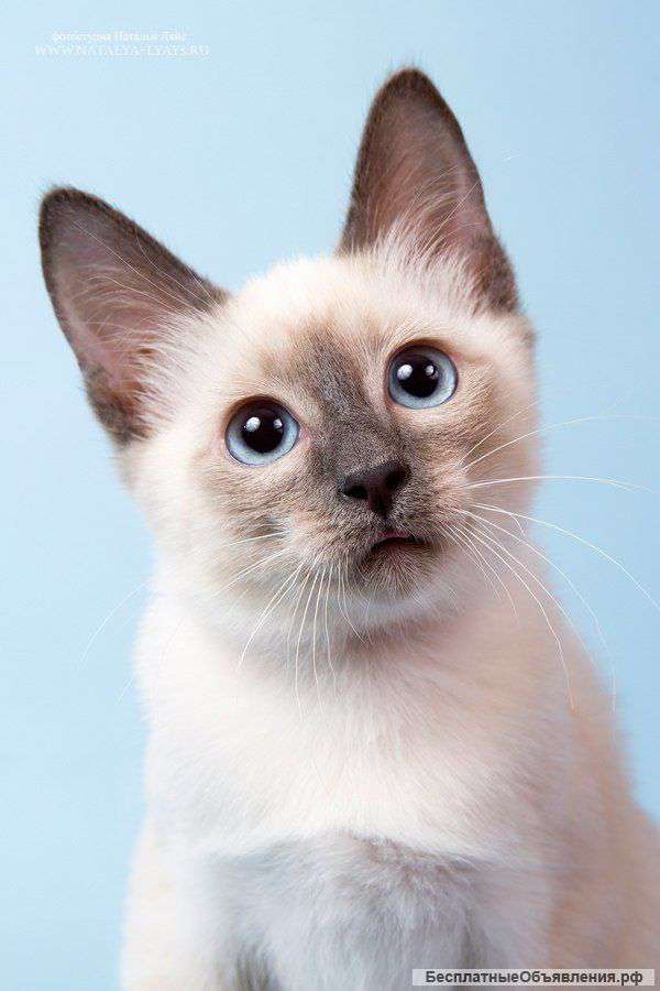 Котята Amelia Small Cats