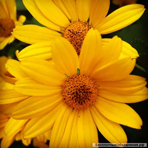 Услуги няни к ребенку от года