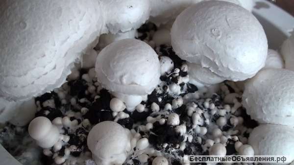 Попробуйте разводить шампиньоны