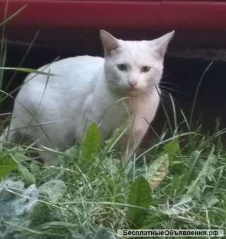 Белоснежный кот Кефир ищет дом
