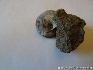 Аммонит Kosmoceras enodatum