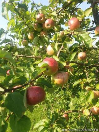 Яблоки оптом 55-90+ от собственника 33 руб/кг