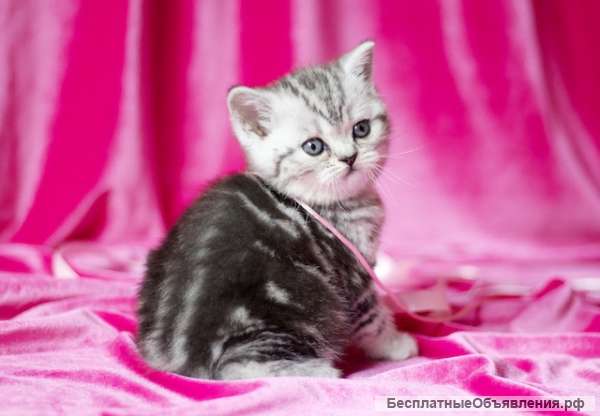 Шотландские котята мраморного окраса