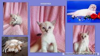 Голубоглазые красавцы