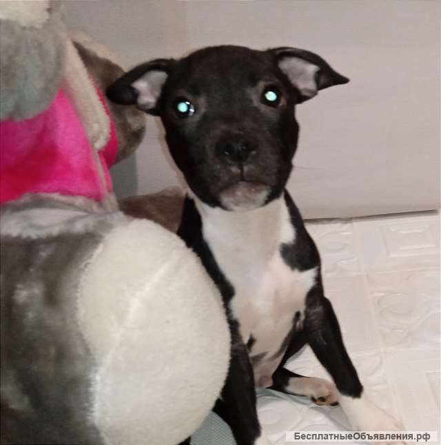 Английский стаффордширский бультерьер