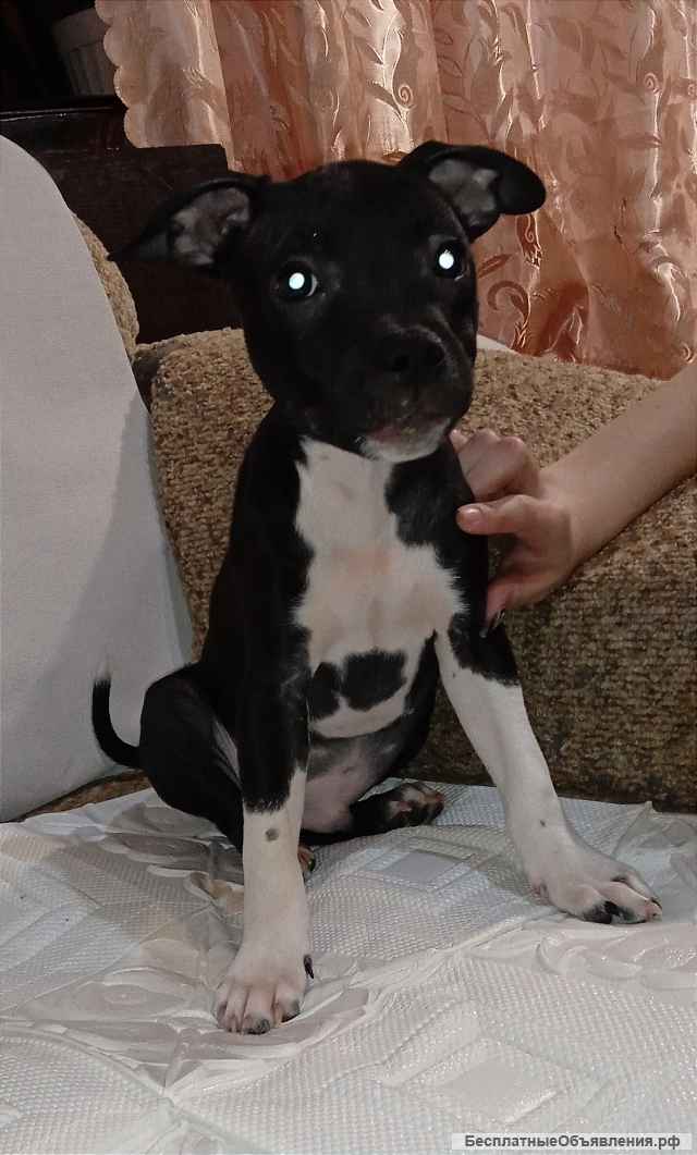 Английский стаффордширский бультерьер