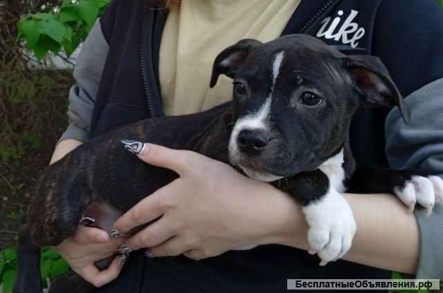 Английский стаффордширский бультерьер