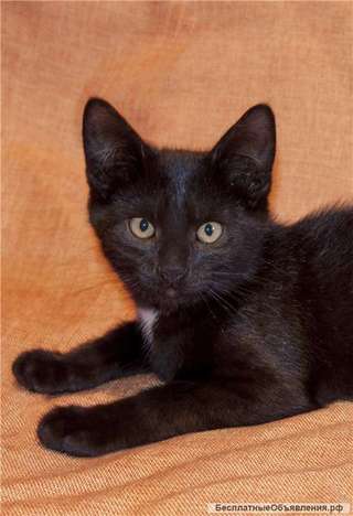 Котенок Маркиз ищет дом