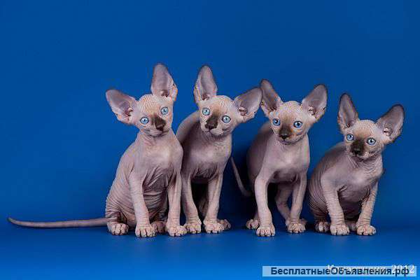 От элитного питомника-канадский сфинкс