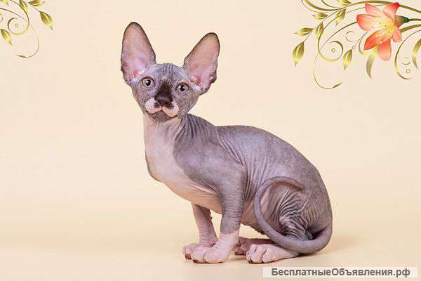 От элитного питомника-канадский сфинкс