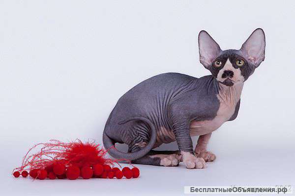 От элитного питомника-канадский сфинкс