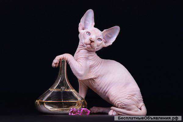 От элитного питомника-канадский сфинкс