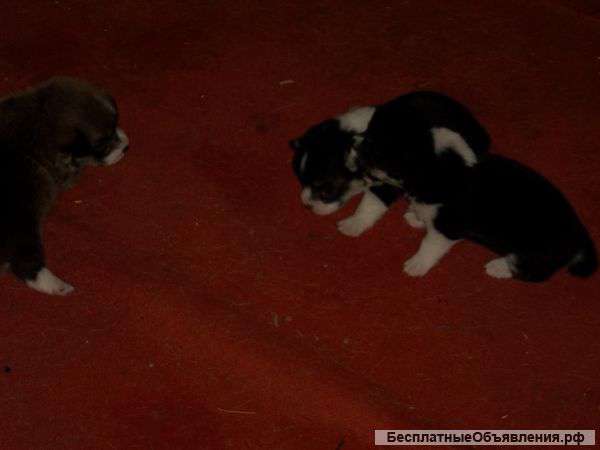 Щенков вельш корги пемброк девочку и мальчика