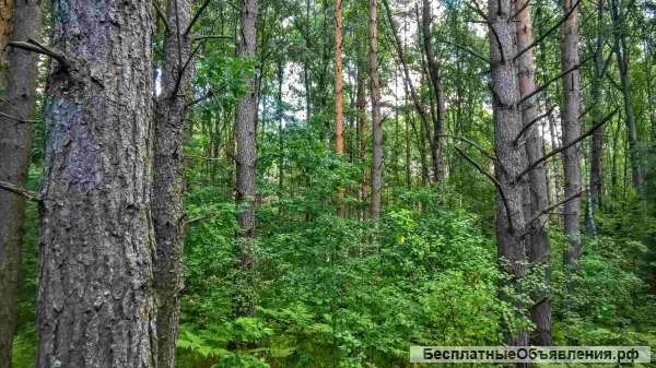 Участок 25 соток ИЖС на лесной опушке в 10-ти км. от Пскова